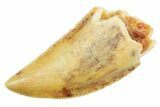 Serrated Raptor Tooth - Real Dinosaur Tooth #364879-1